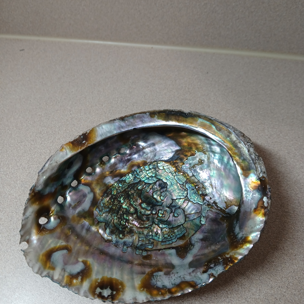 Elegant Multicolor Abalone Shell Decor